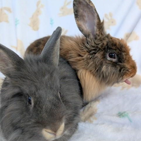 Enlarge Scruff & Greybeard, a Adoptable Lionhead in Salt Lake City, UT image 3/6