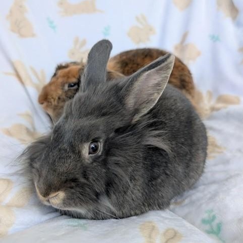 Enlarge Scruff & Greybeard, a Adoptable Lionhead in Salt Lake City, UT image 2/6