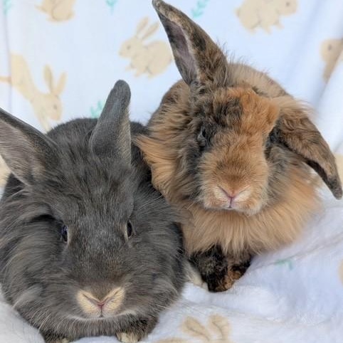 Enlarge Scruff & Greybeard, a Adoptable Lionhead in Salt Lake City, UT image 4/6