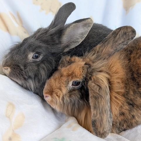 Enlarge Scruff & Greybeard, a Adoptable Lionhead in Salt Lake City, UT image 5/6