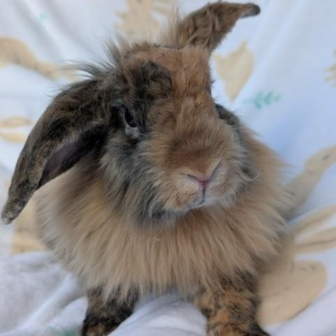 Enlarge Scruff & Greybeard, a Adoptable Lionhead in Salt Lake City, UT image 6/6