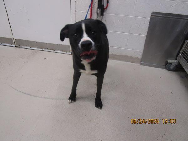Theon (829), Adoptable, Adult Male Pit Bull Terrier.
