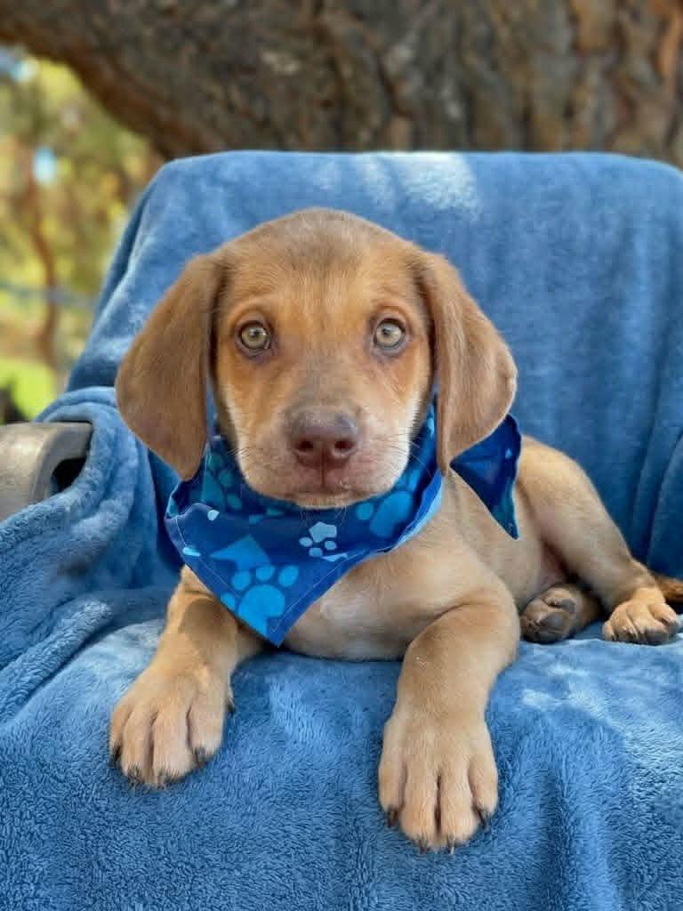 Enlarge Red Bull, an adopted mixed breed in Temecula, CA image 1/2