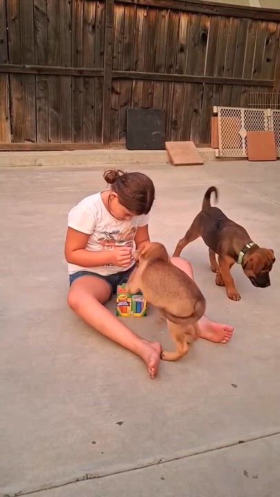 Enlarge Red Bull, an adopted mixed breed in Temecula, CA video 2/2