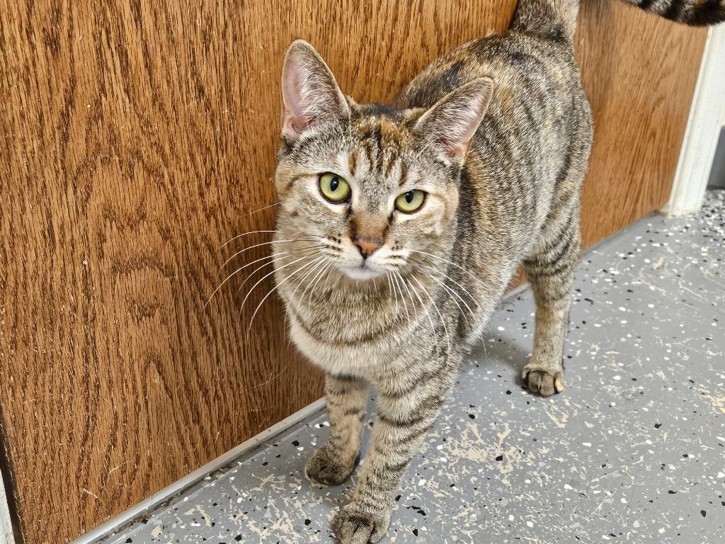 LucyBelle, Adoptable, Adult Female Tabby.
