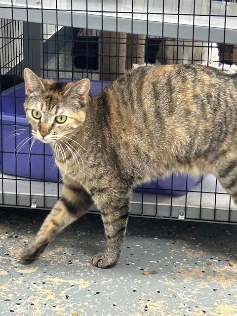 Enlarge LucyBelle, a Adoptable Tabby in Grand Junction, CO image 2/5
