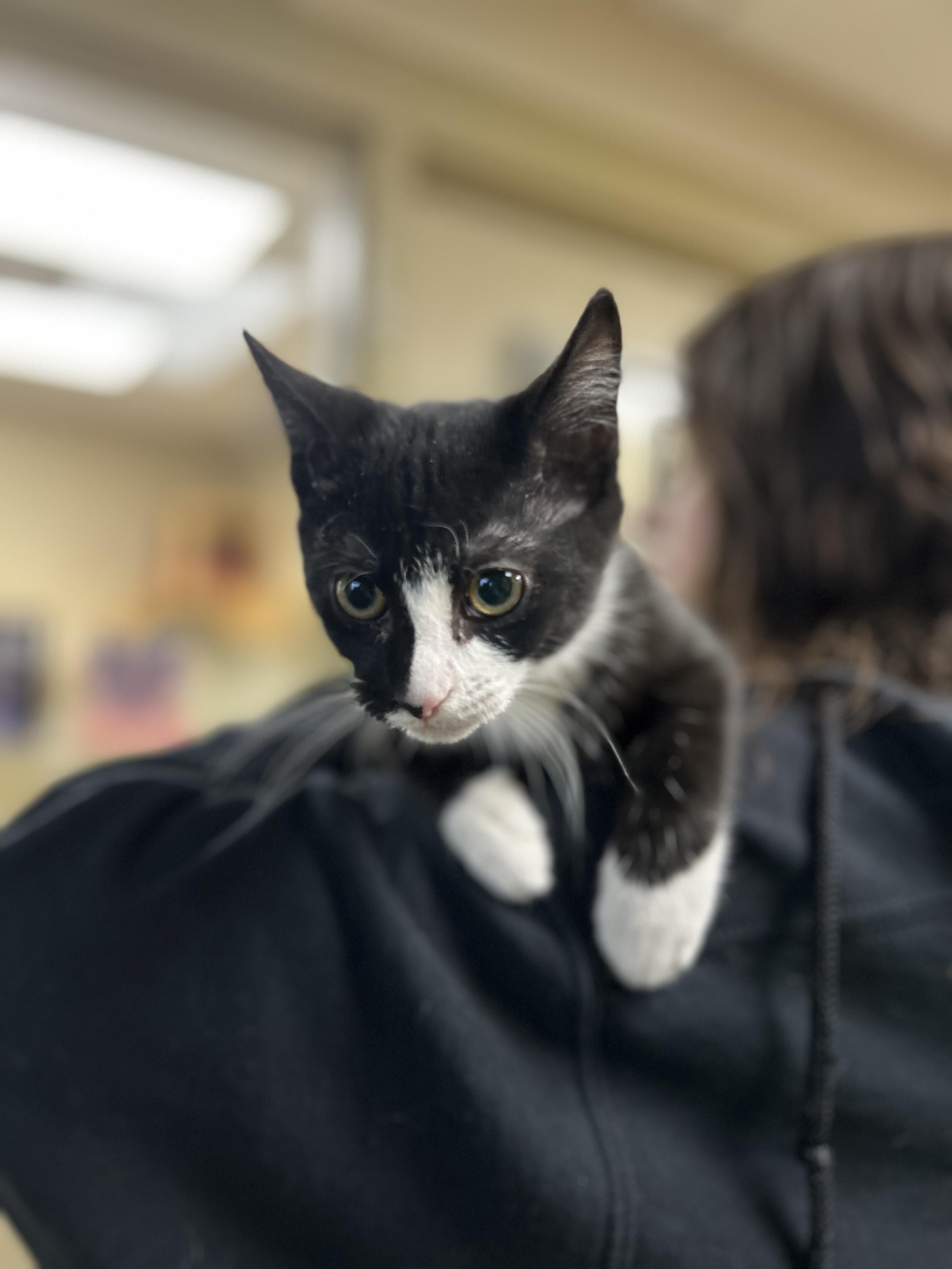 Nina, adopted, Young Female Domestic Short Hair.