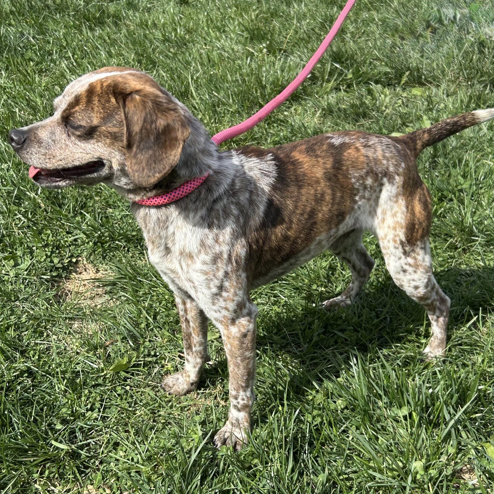 Enlarge Freckles 2026, a Adoptable mixed breed in Norwood, OH image 2/3