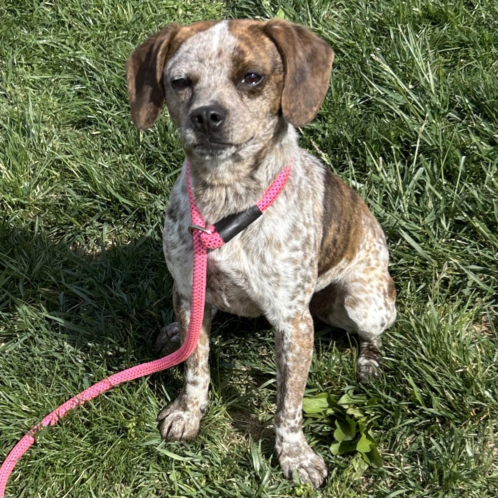 Enlarge Freckles 2026, a Adoptable mixed breed in Norwood, OH image 1/3