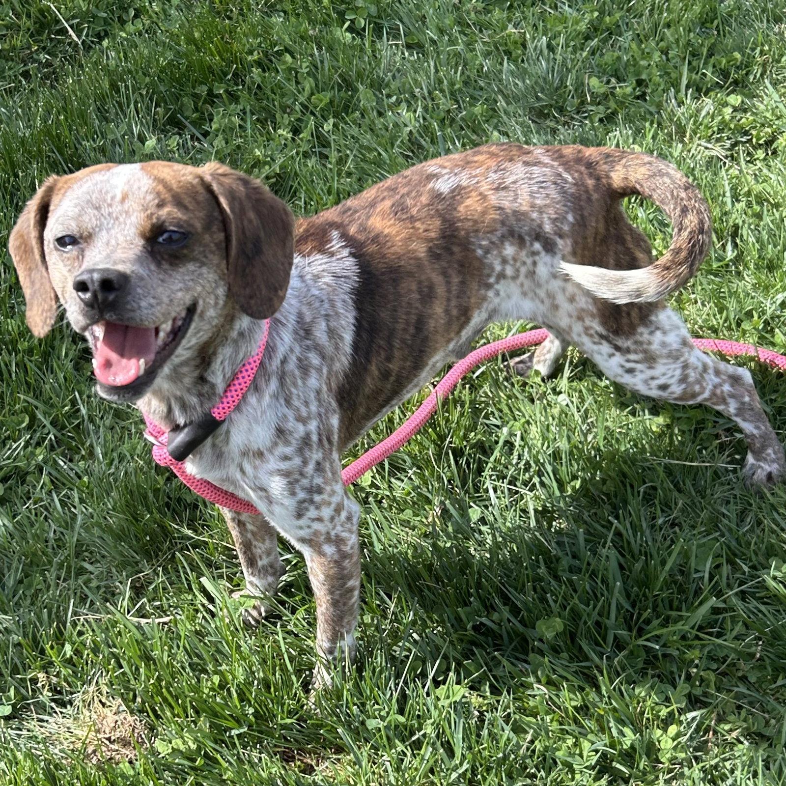 Enlarge Freckles 2026, a Adoptable mixed breed in Norwood, OH image 3/3