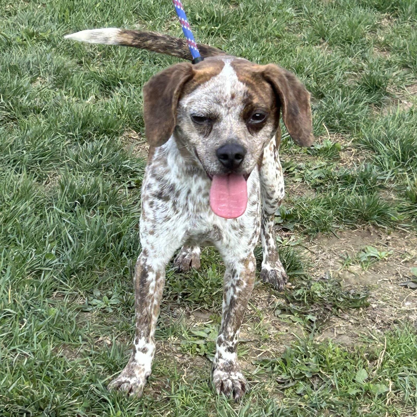 Freckles 2026, Adoptable, Young Male Australian Cattle Dog / Blue Heeler & Chihuahua.