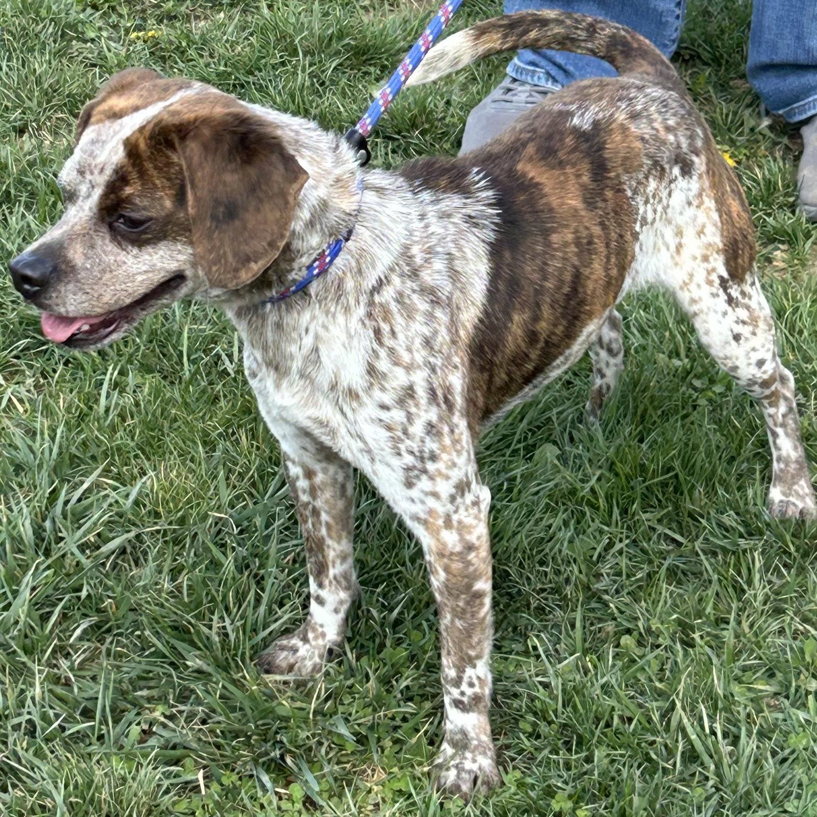 Enlarge Freckles 2026, a Adoptable mixed breed in Norwood, OH image 2/2