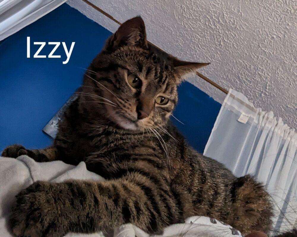 Izzy, Adoptable, Adult Female Domestic Short Hair.