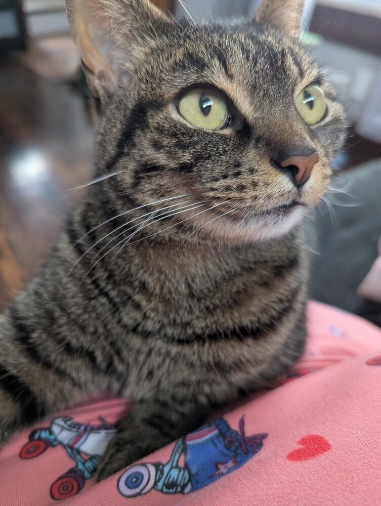 Izzy, a Adoptable mixed breed in Dayton, OH image 2/6