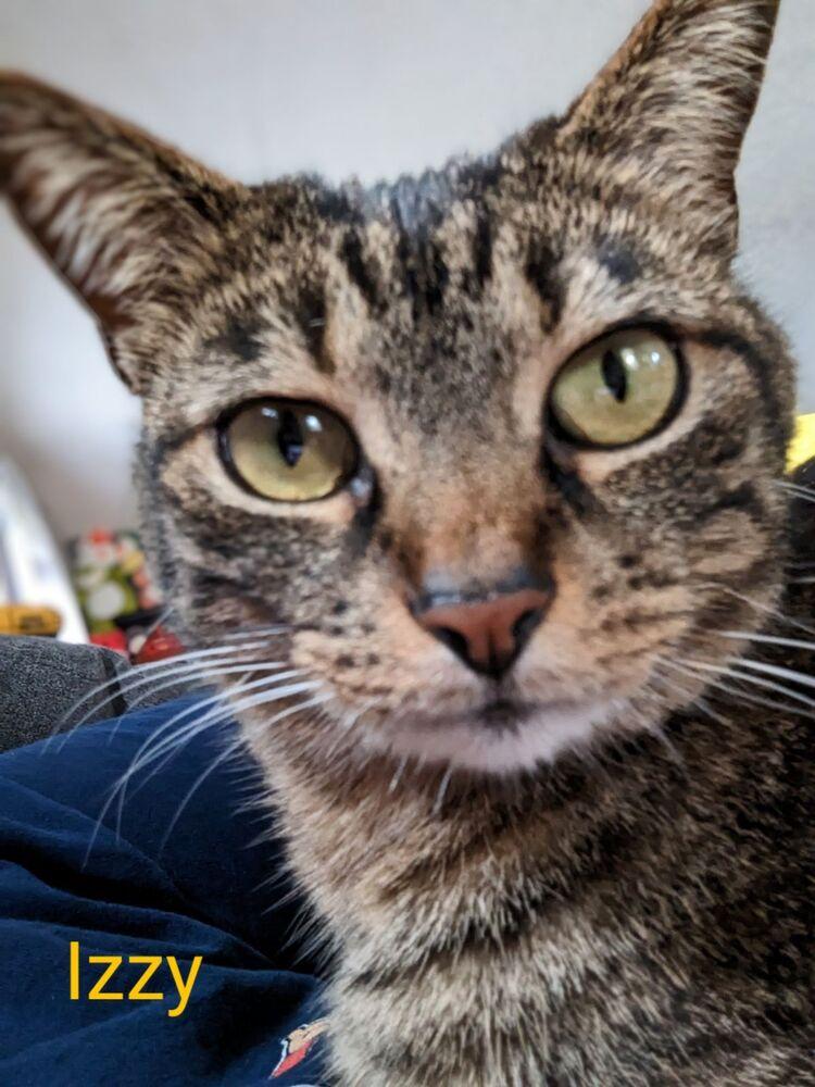 Izzy, a Adoptable mixed breed in Dayton, OH image 3/6