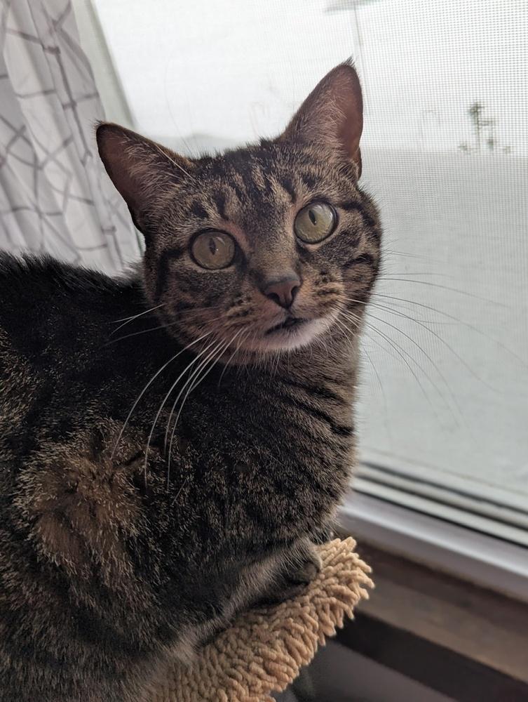 Enlarge Izzy, a Adoptable mixed breed in Dayton, OH image 3/6