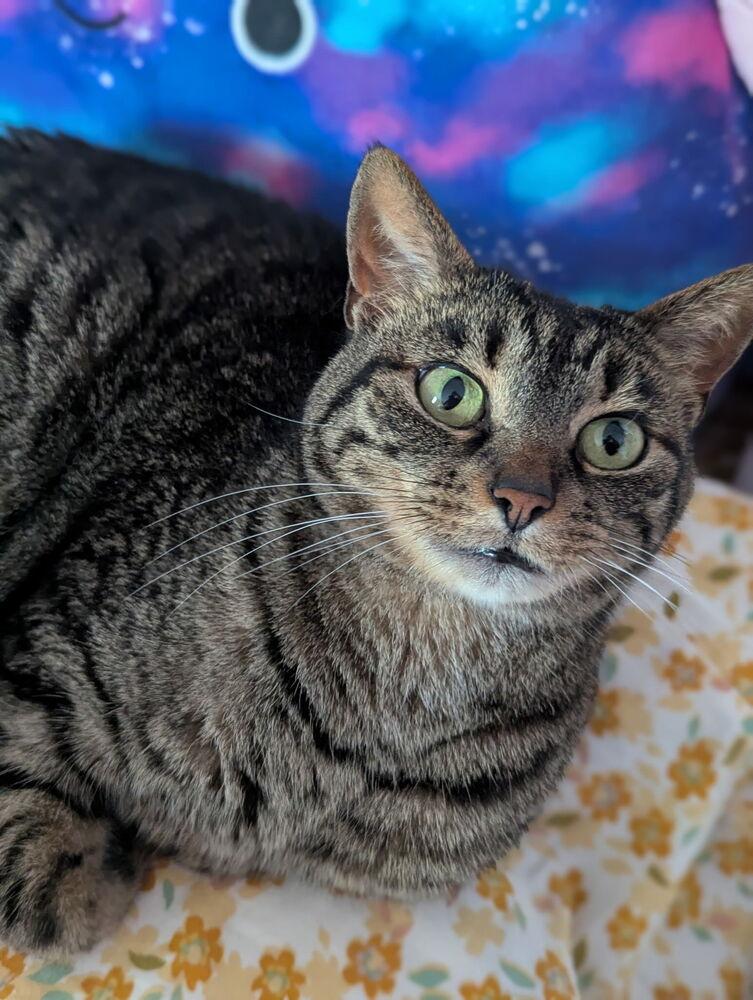 Izzy, a Adoptable mixed breed in Dayton, OH image 3/6