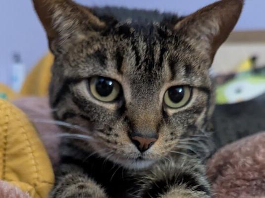 Izzy, a Adoptable mixed breed in Dayton, OH image 4/6