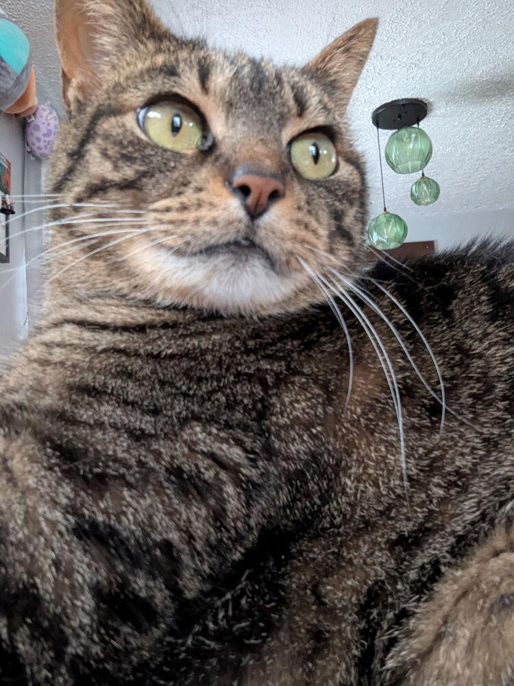 Enlarge Izzy, a Adoptable mixed breed in Dayton, OH image 5/6