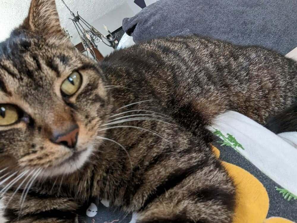 Izzy, a Adoptable mixed breed in Dayton, OH image 5/6