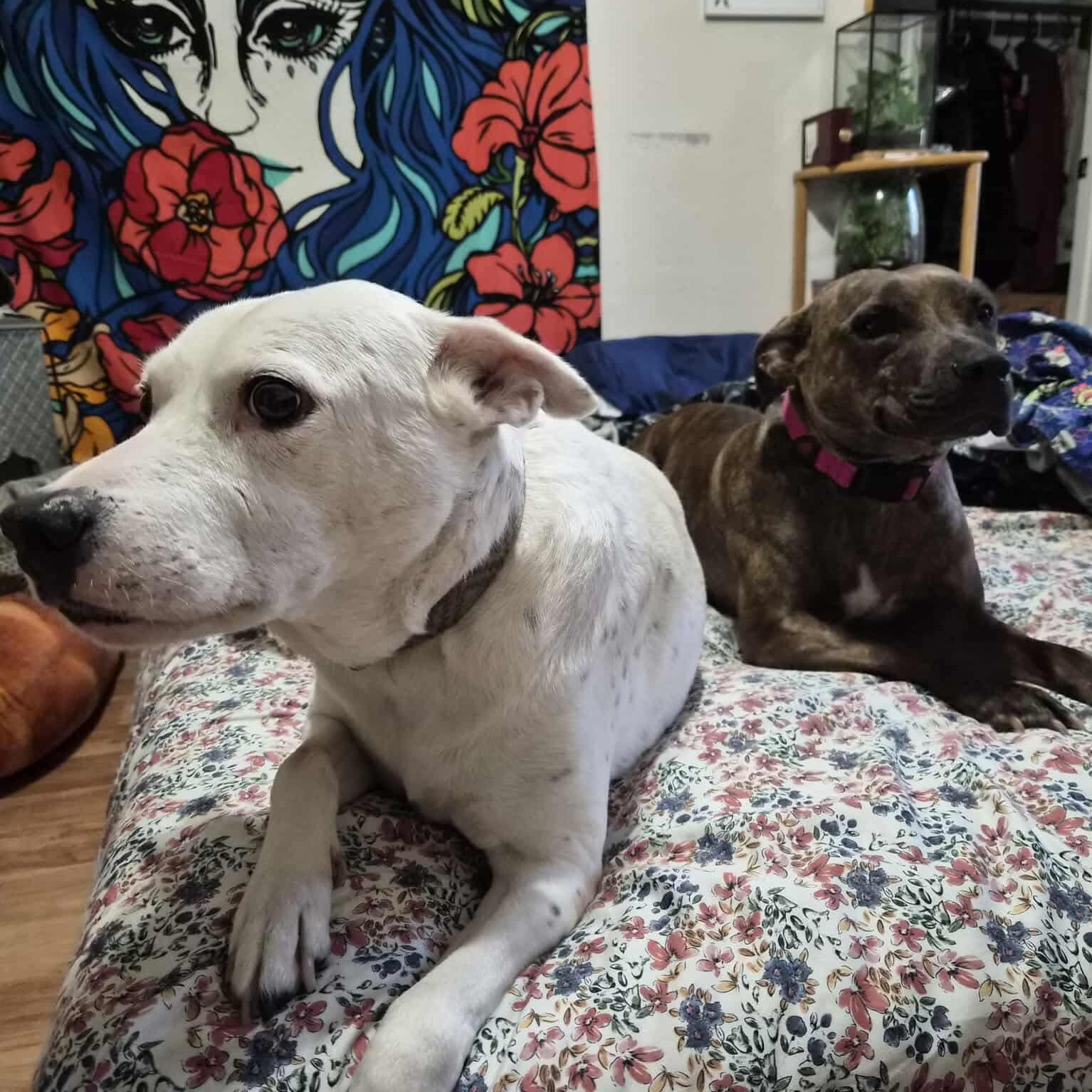 Alfalfa, a Adoptable mixed breed in portland, OR image 5/6