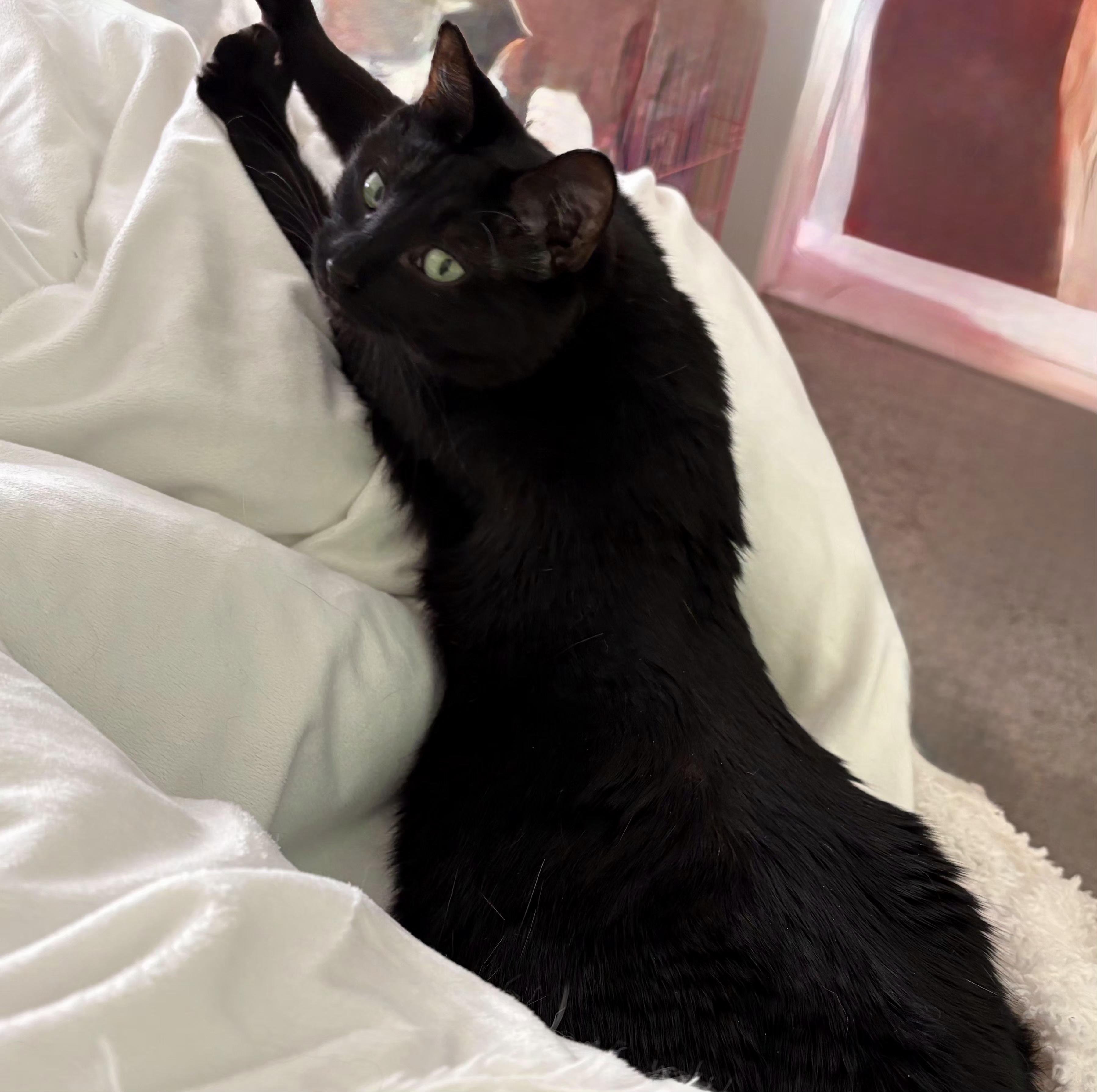 Gracie, a Adoptable Domestic Short Hair in Amsterdam, NY image 1/5