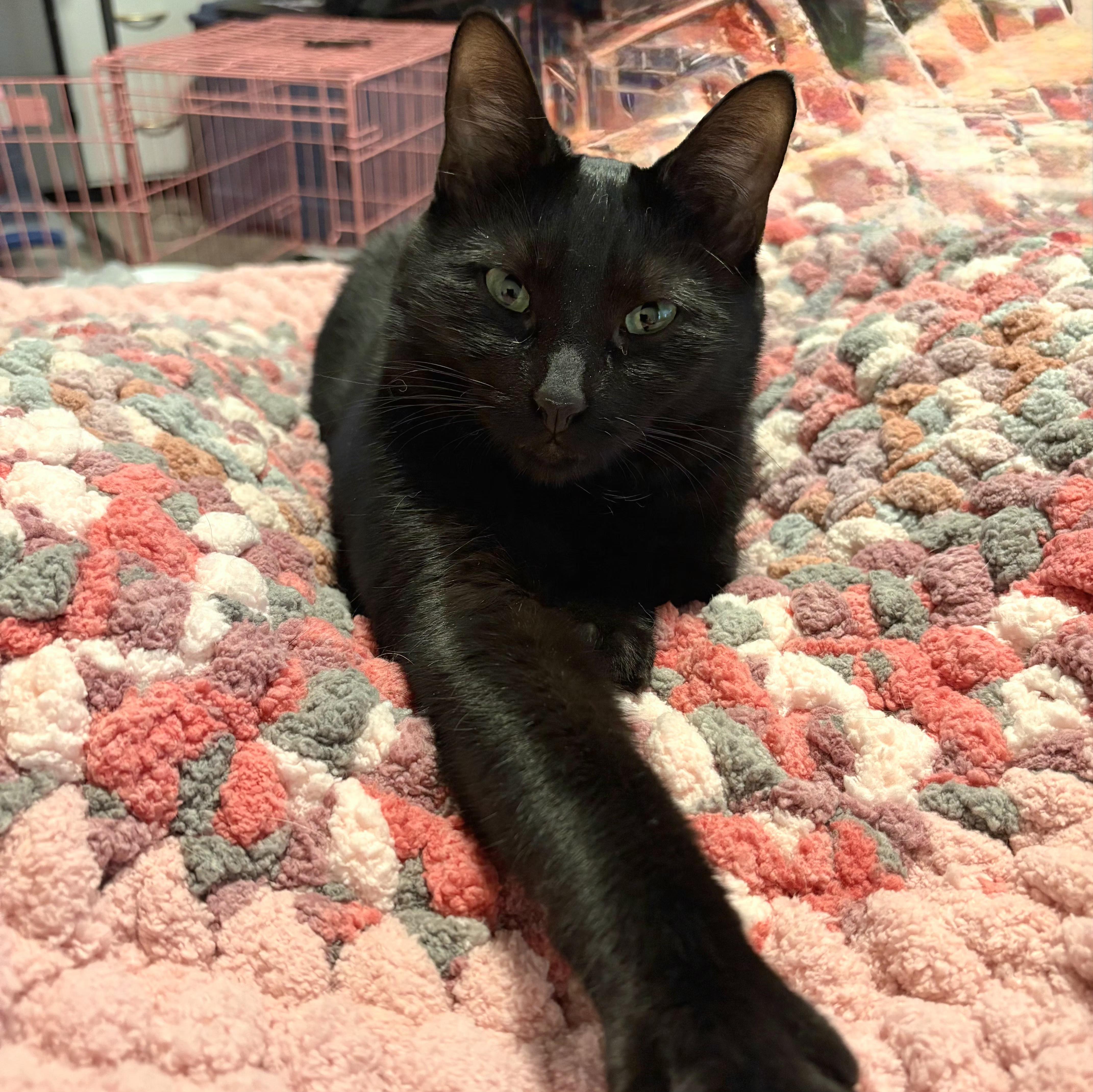 Gracie, a Adoptable Domestic Short Hair in Amsterdam, NY image 2/5
