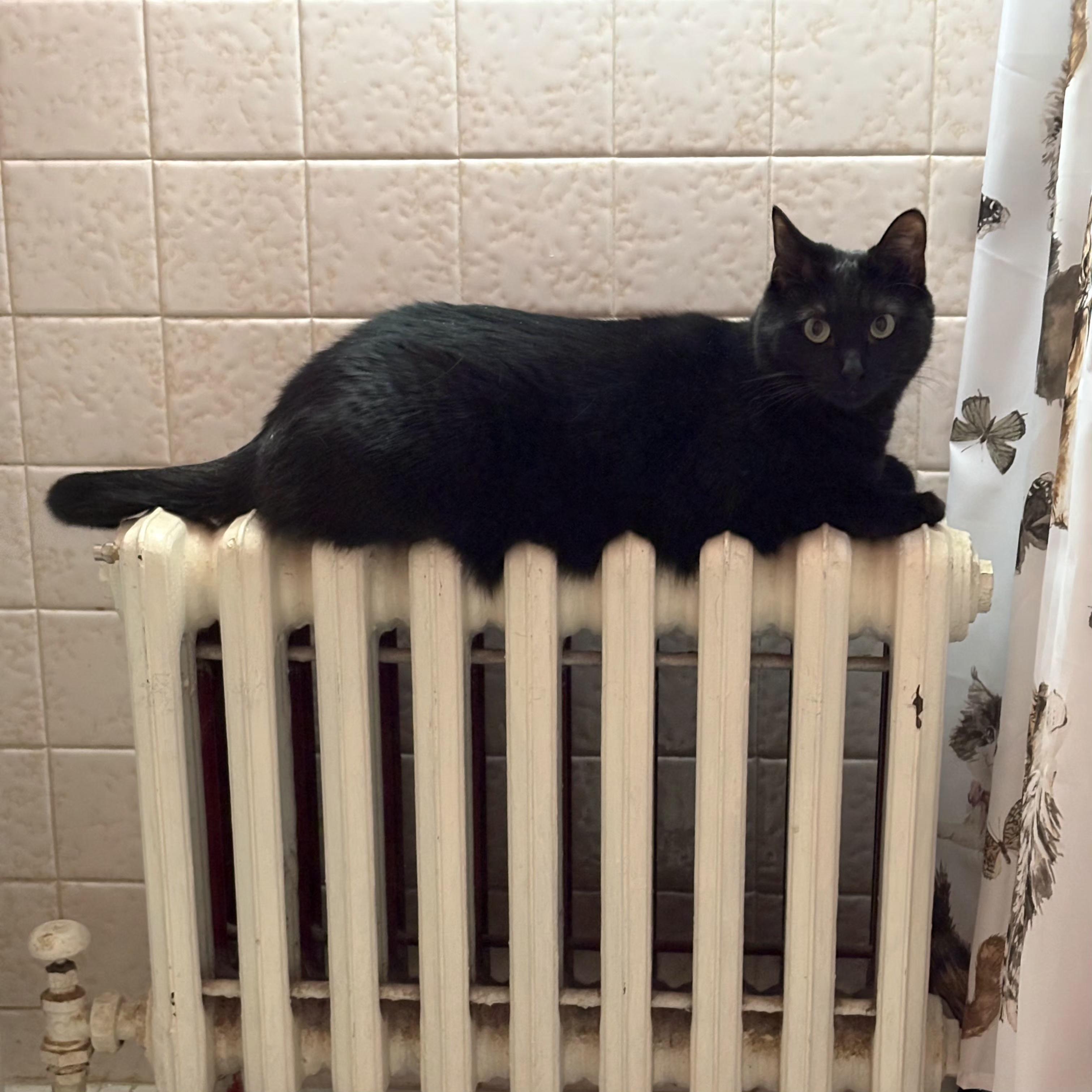 Gracie, a Adoptable Domestic Short Hair in Amsterdam, NY image 3/5