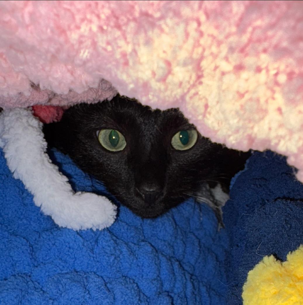 Gracie, a Adoptable Domestic Short Hair in Amsterdam, NY image 4/5