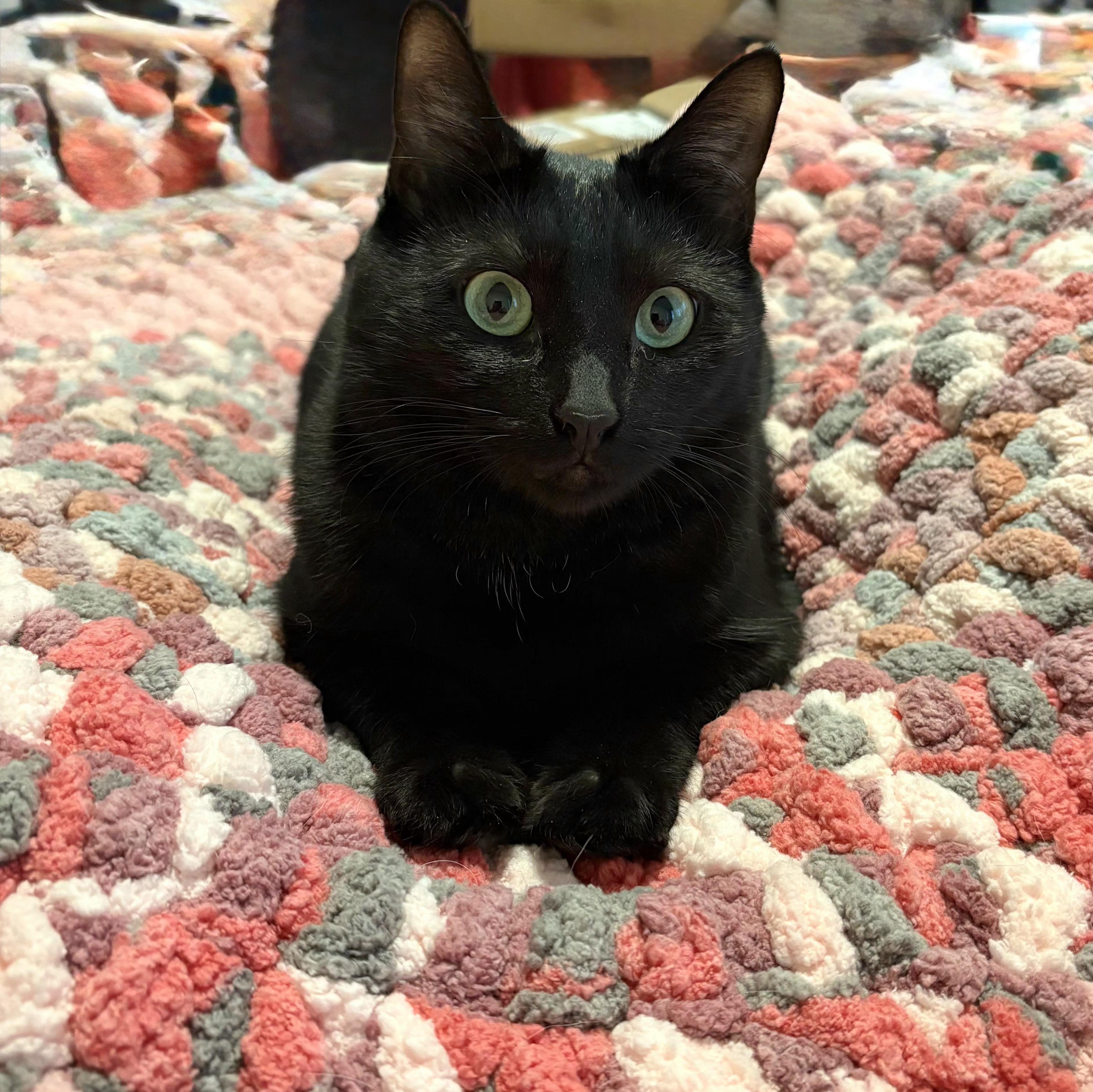 Gracie, a Adoptable Domestic Short Hair in Amsterdam, NY image 5/5