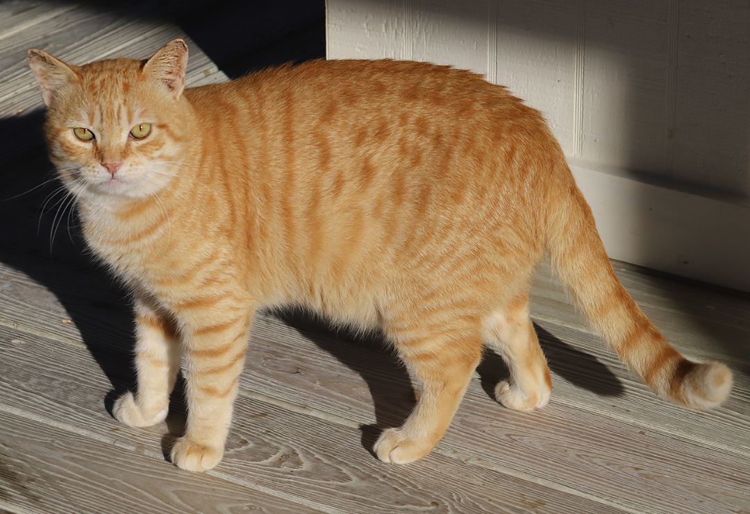 Enlarge Tyler, a Adoptable mixed breed in North Fort Myers, FL image 1/4