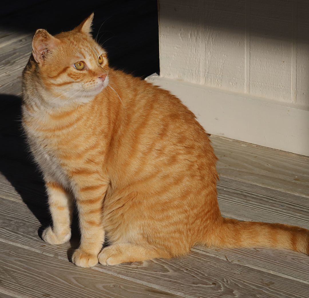 Enlarge Tyler, a Adoptable mixed breed in North Fort Myers, FL image 2/4