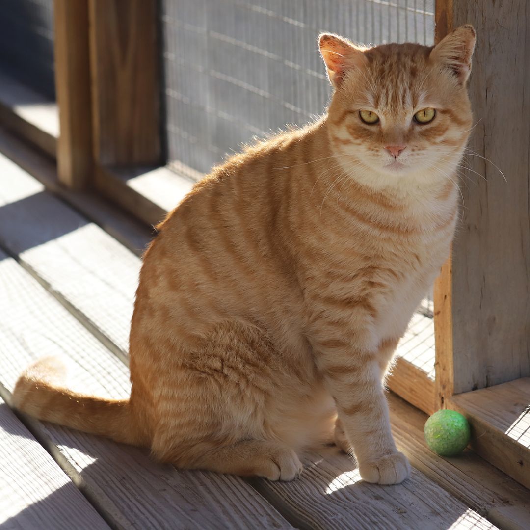 Enlarge Tyler, a Adoptable mixed breed in North Fort Myers, FL image 3/4