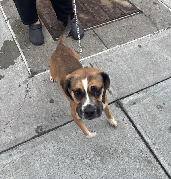 Enlarge Theodore, a Adoptable mixed breed in Ridgewood, NY image 1/1