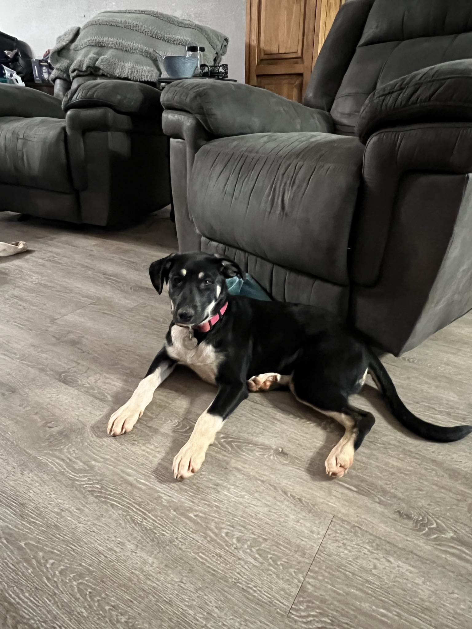 Pipsqueak, a Adoptable mixed breed in Newcastle, OK image 5/6