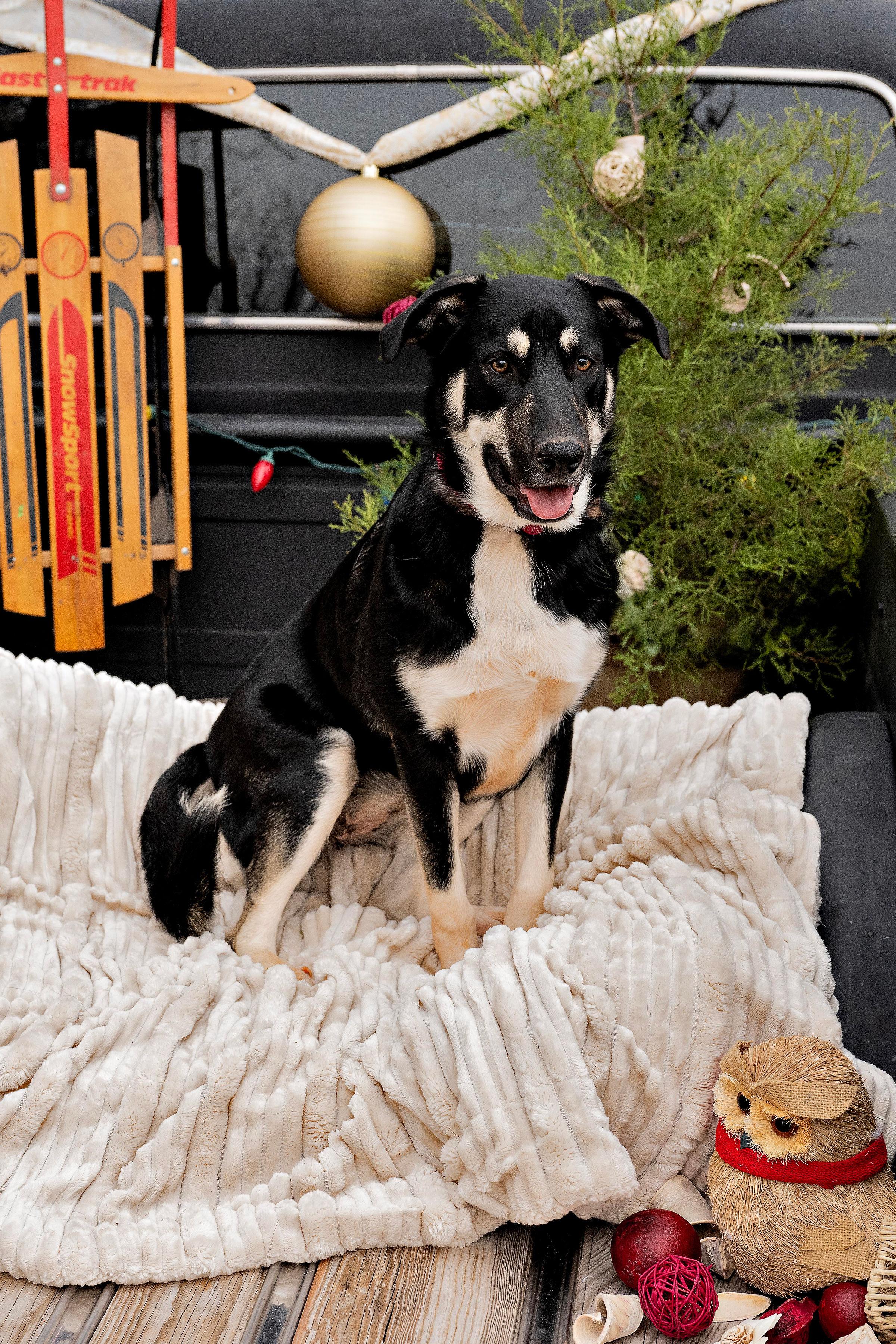 Pipsqueak, a Adoptable mixed breed in Newcastle, OK image 1/6