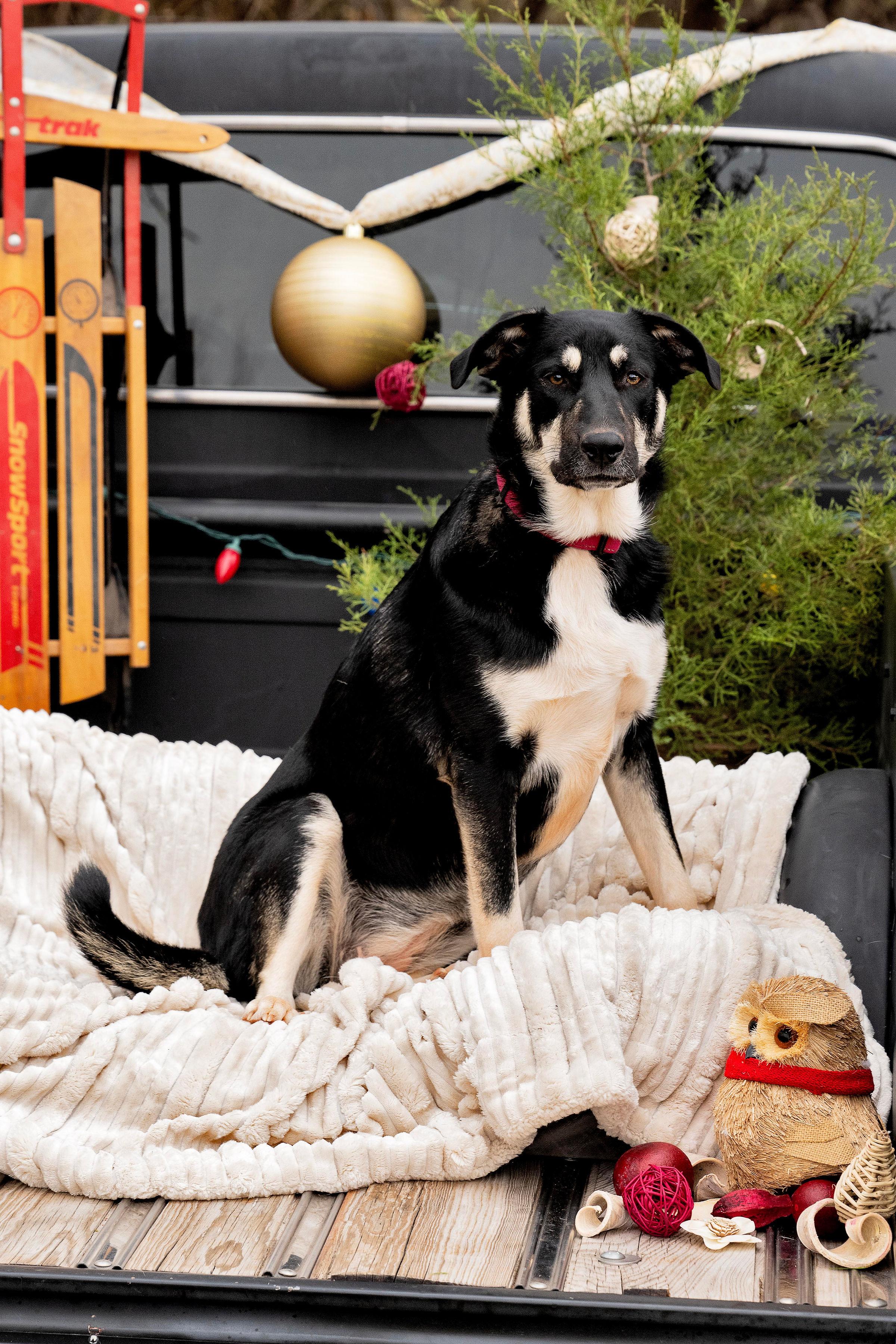 Pipsqueak, a Adoptable mixed breed in Newcastle, OK image 2/6