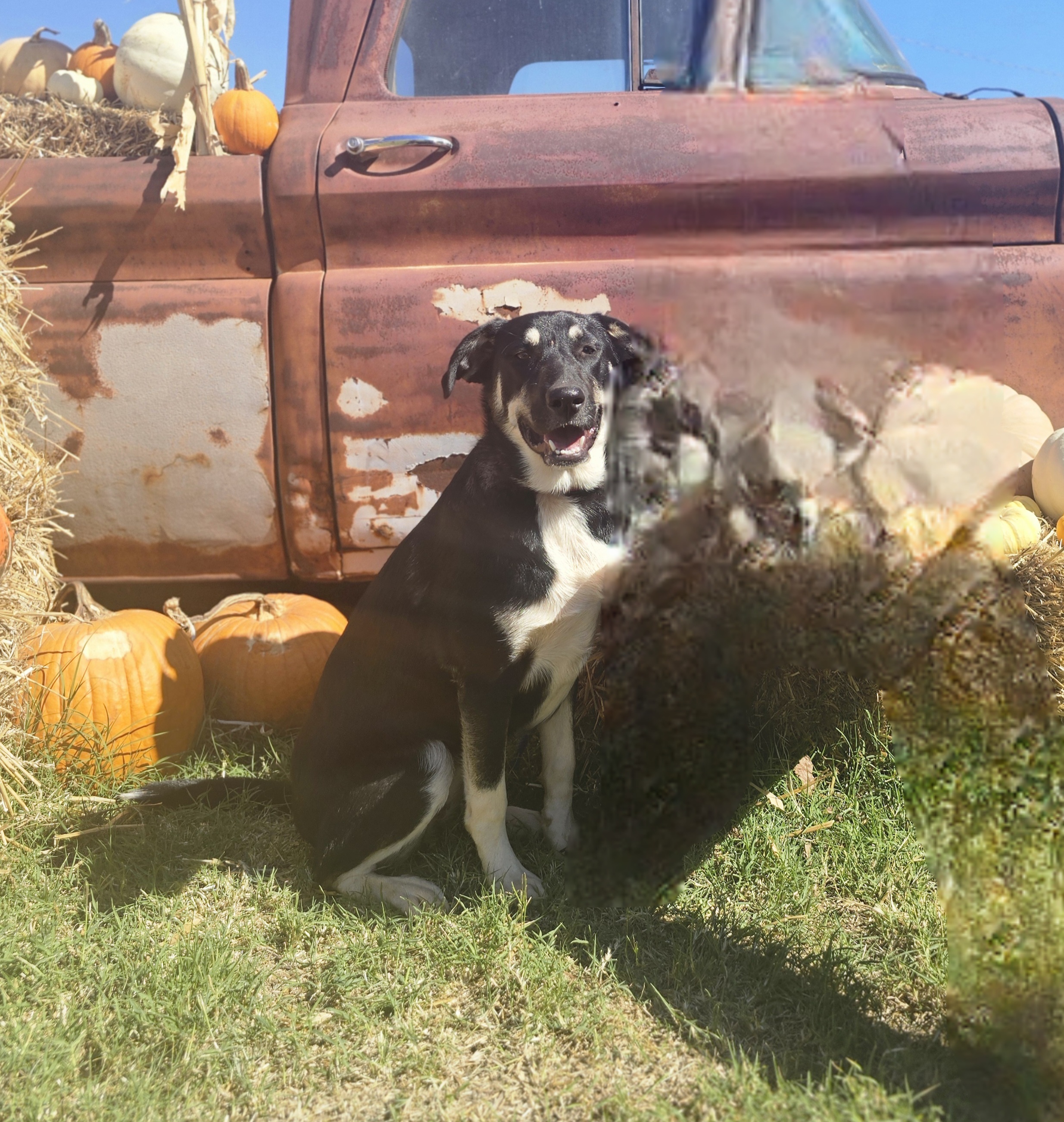 Pipsqueak, a Adoptable mixed breed in Newcastle, OK image 4/6