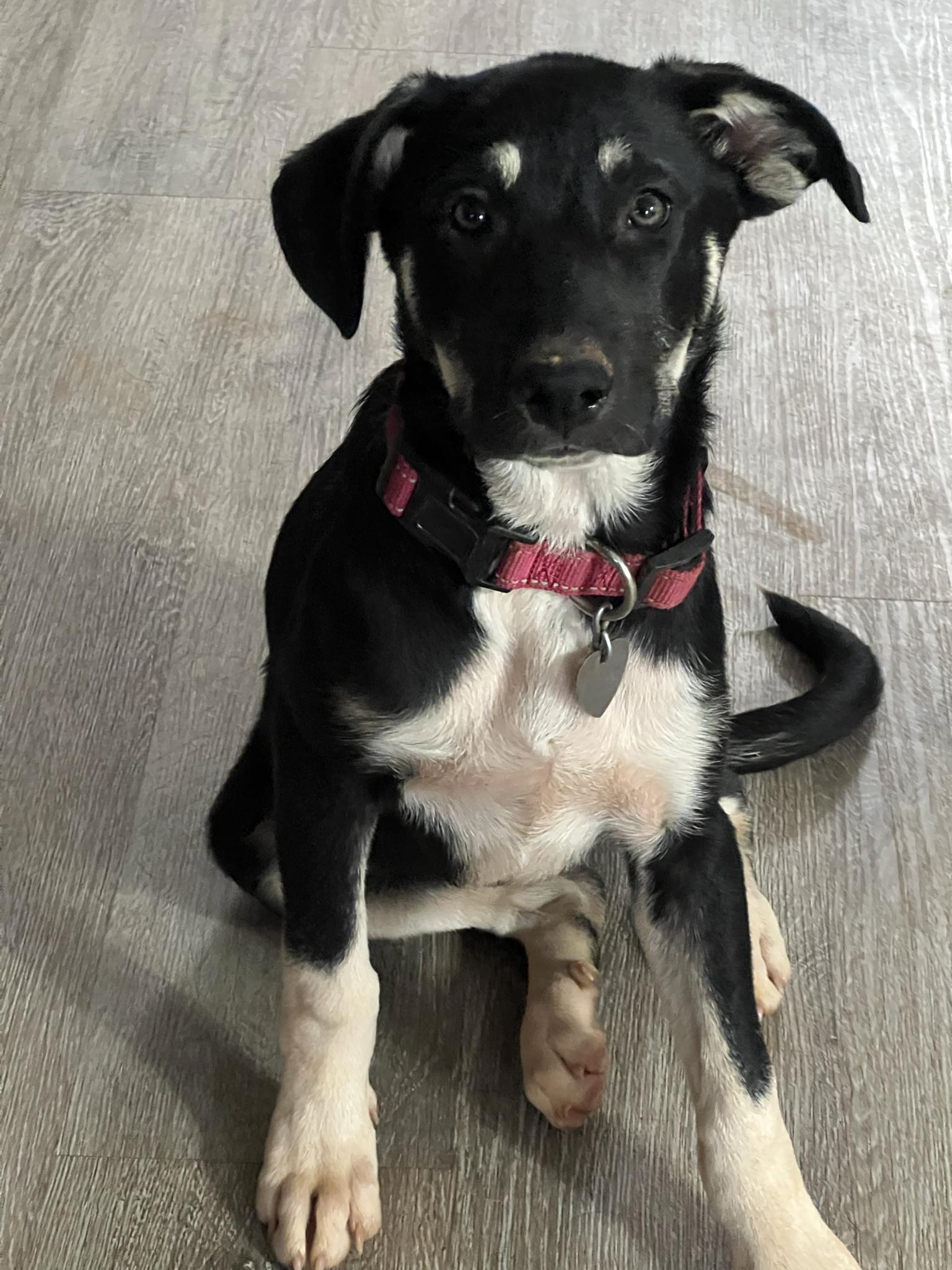 Pipsqueak, a Adoptable mixed breed in Newcastle, OK image 6/6