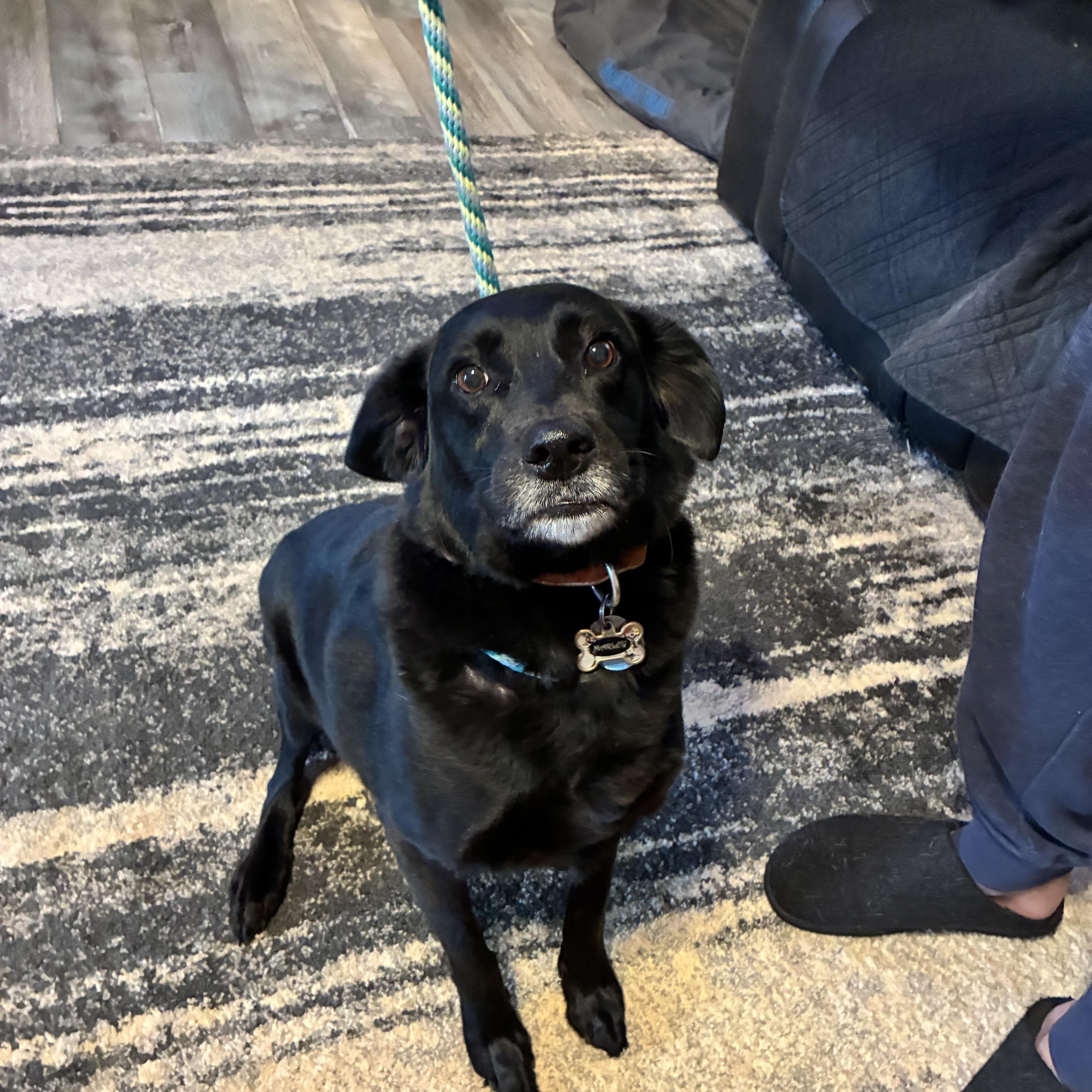 Enlarge Marley, a ADOPTABLE mixed breed in Woodruff, SC image 6/6