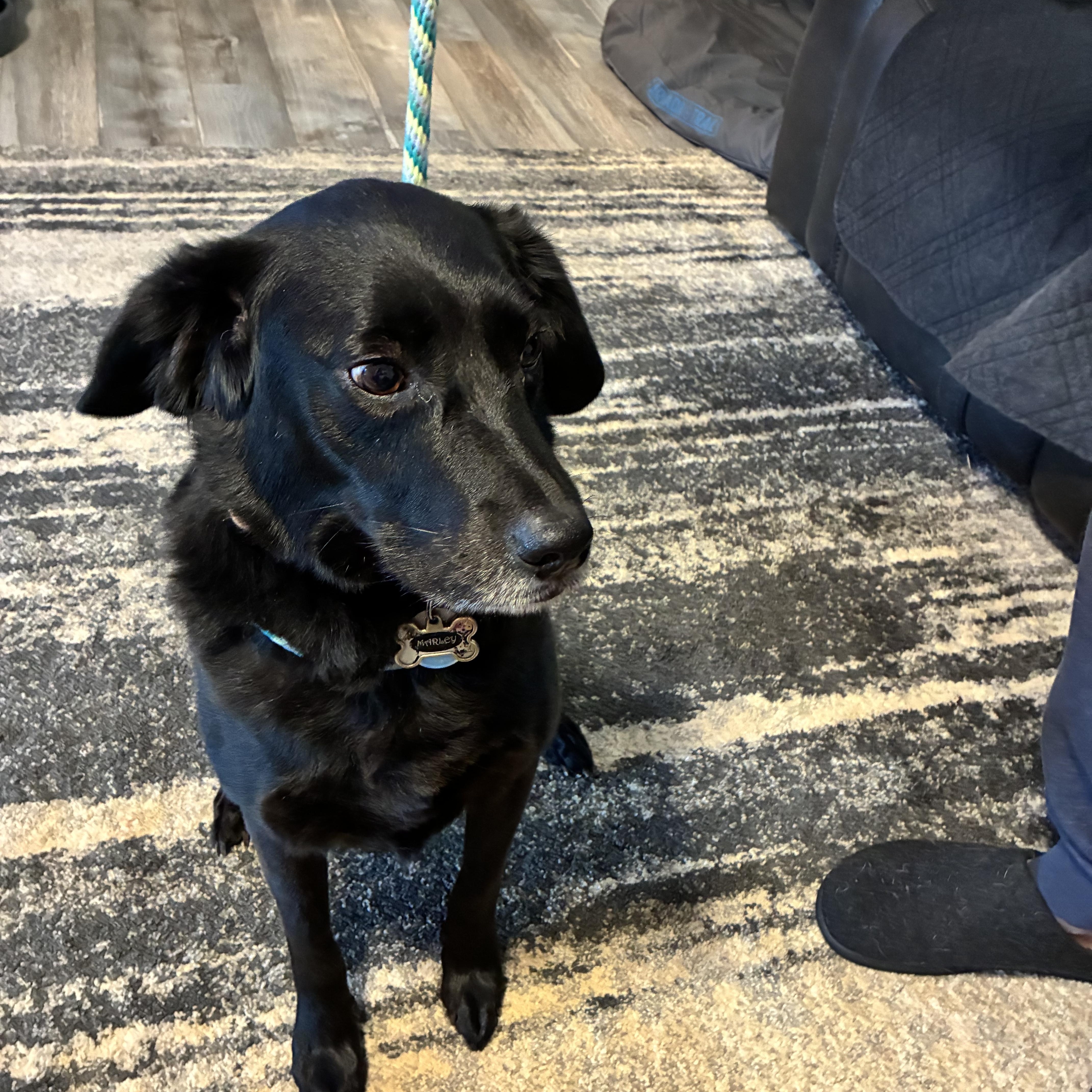 Enlarge Marley, a ADOPTABLE mixed breed in Woodruff, SC image 3/6