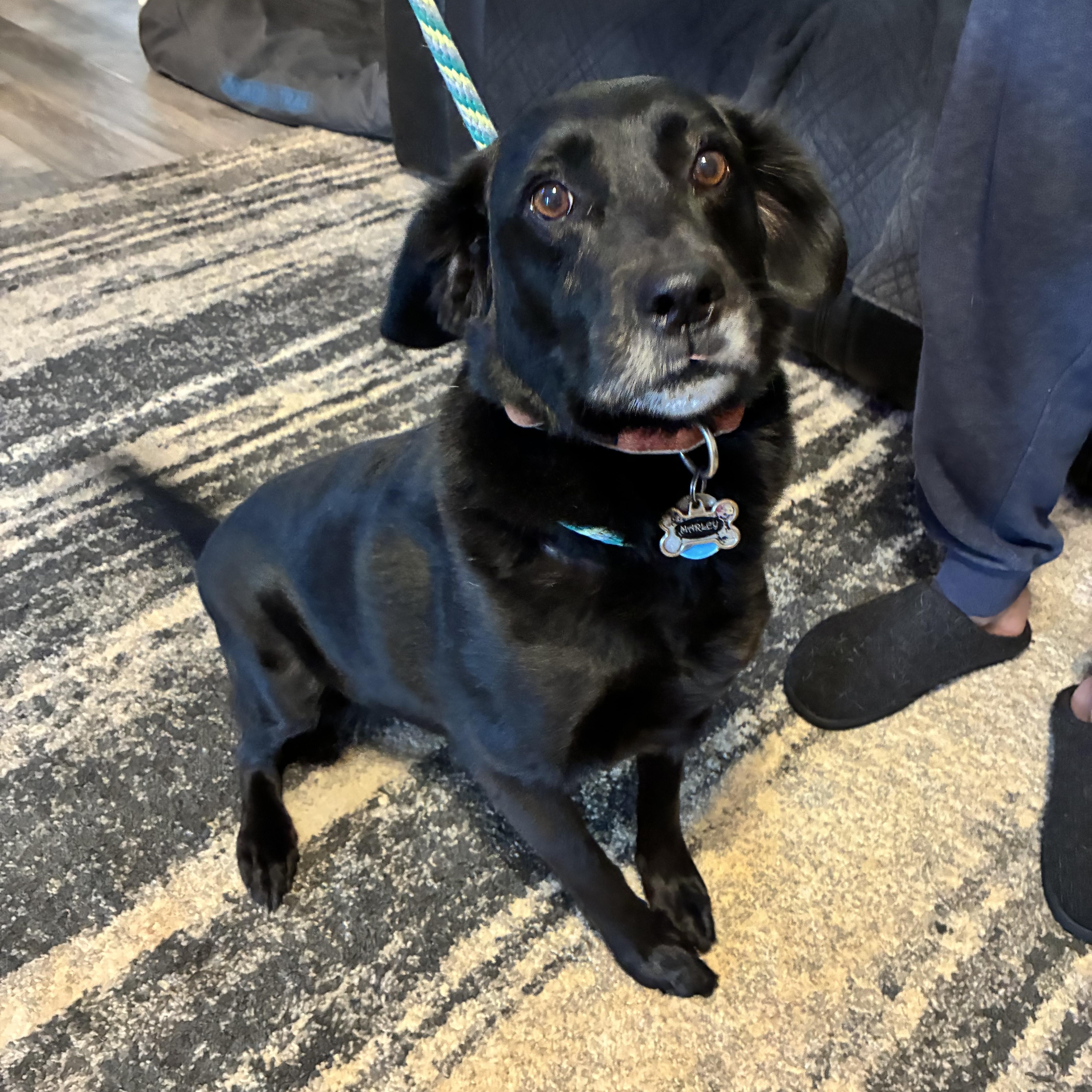 Enlarge Marley, a ADOPTABLE mixed breed in Woodruff, SC image 5/6
