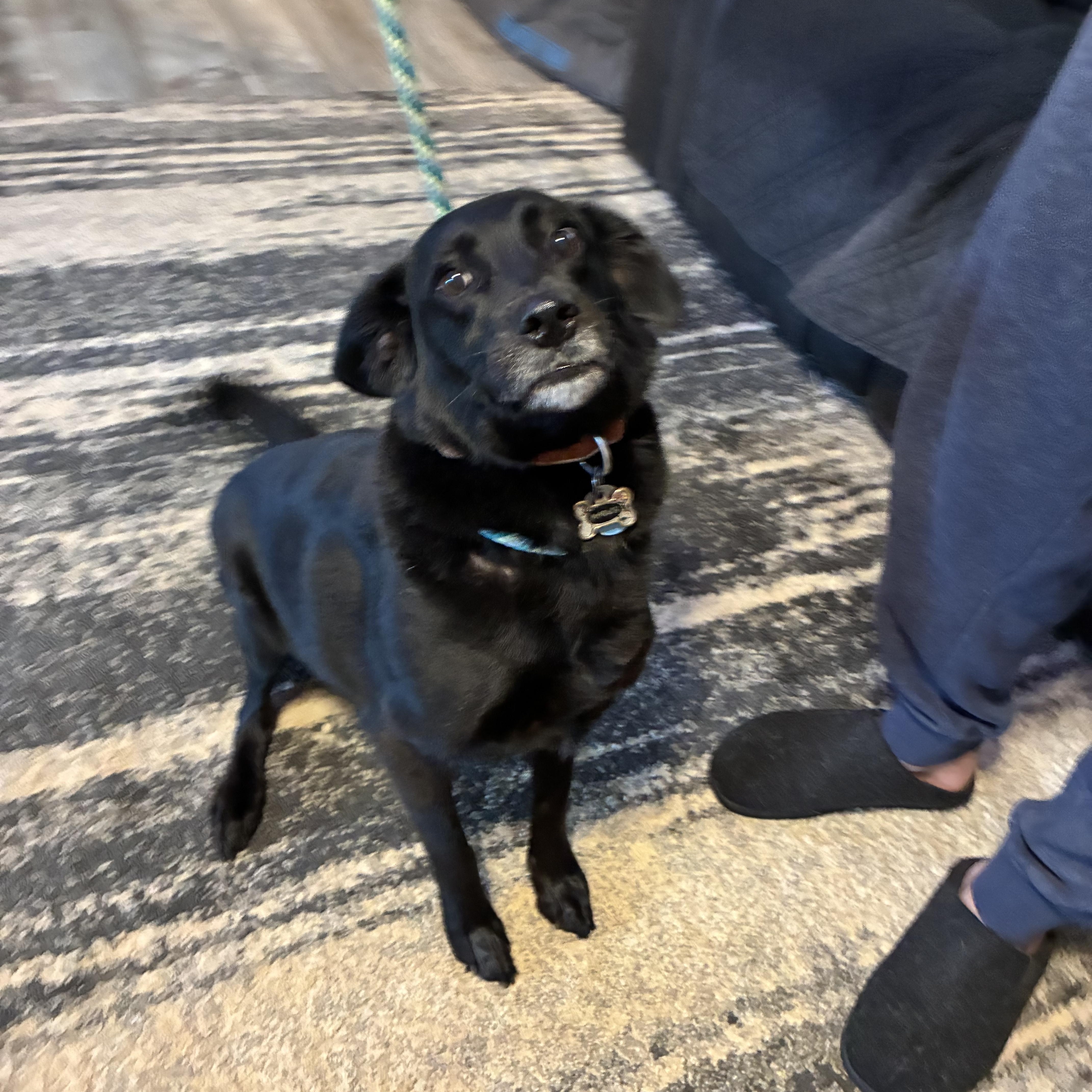 Marley, ADOPTABLE, Adult Female Border Collie & Labrador Retriever.