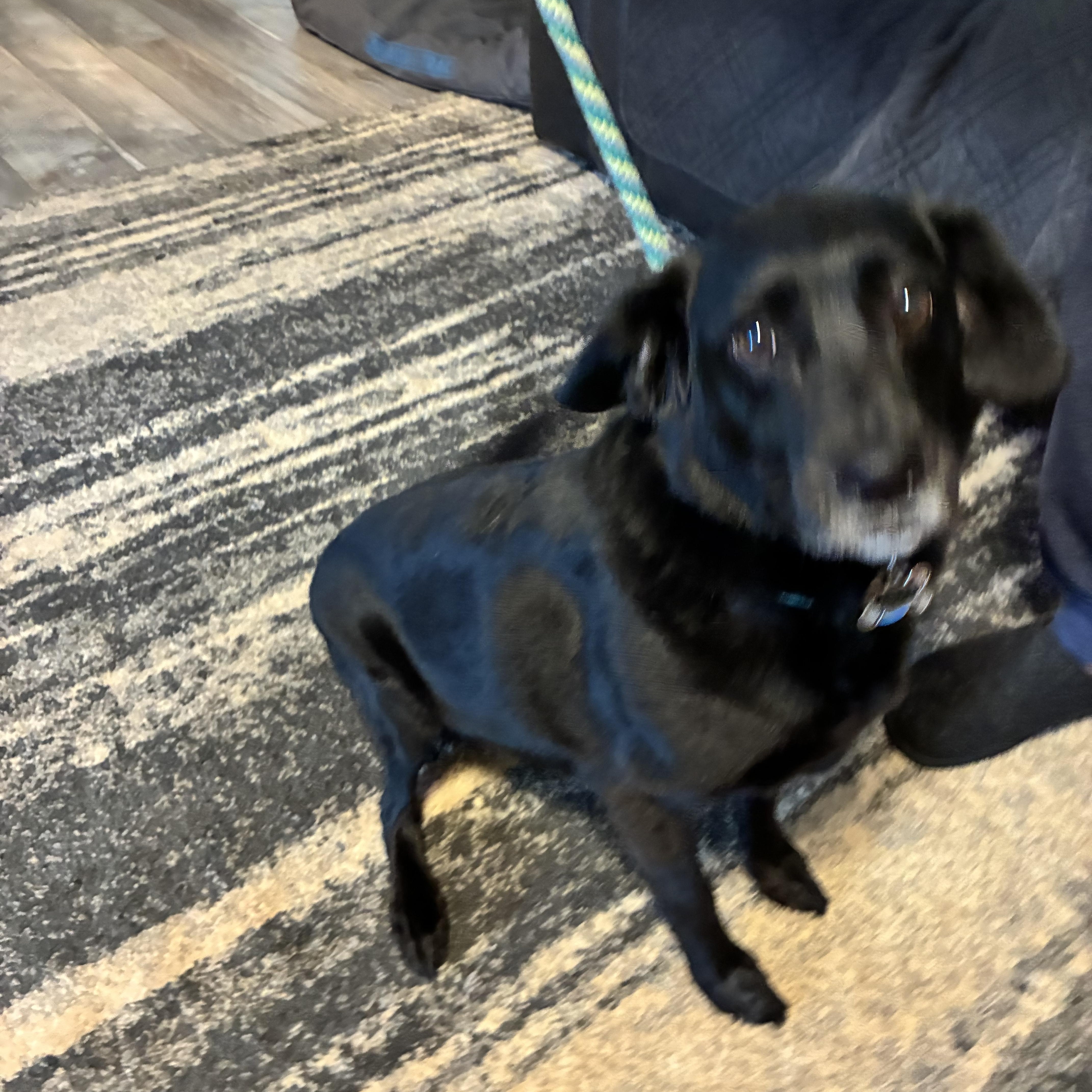 Enlarge Marley, a ADOPTABLE mixed breed in Woodruff, SC image 2/6