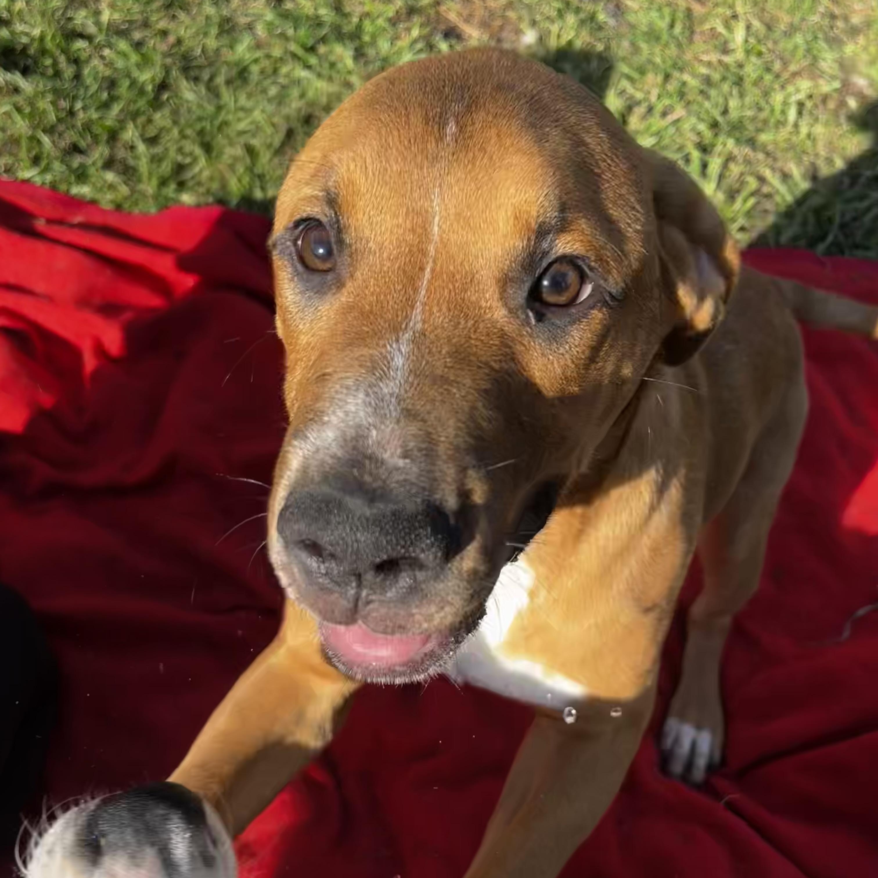 Enlarge Diesel, a Adoptable mixed breed in Colorado Springs, CO image 2/4