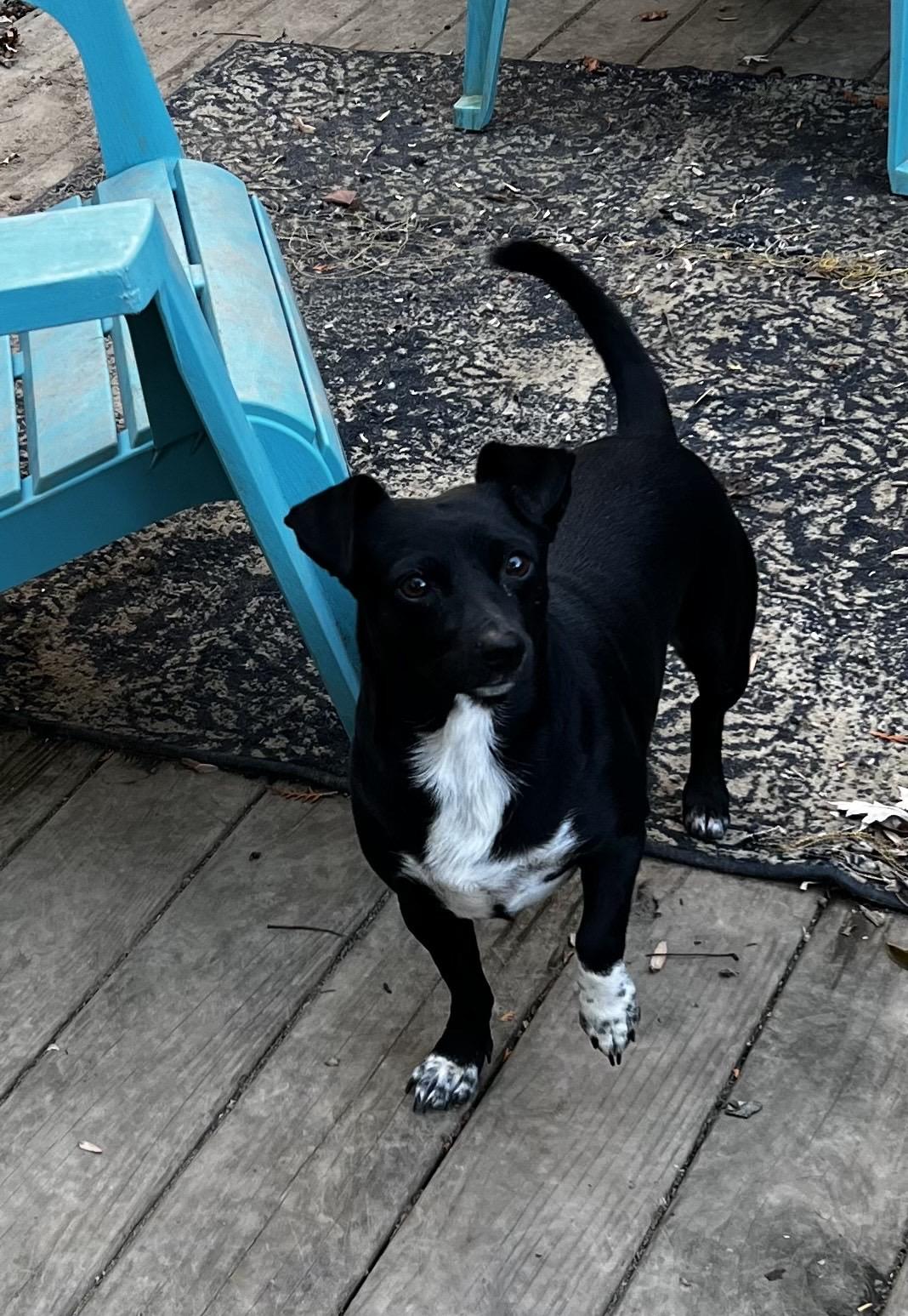 Enlarge Georgie, a Adoptable mixed breed in Harrington, DE image 1/5