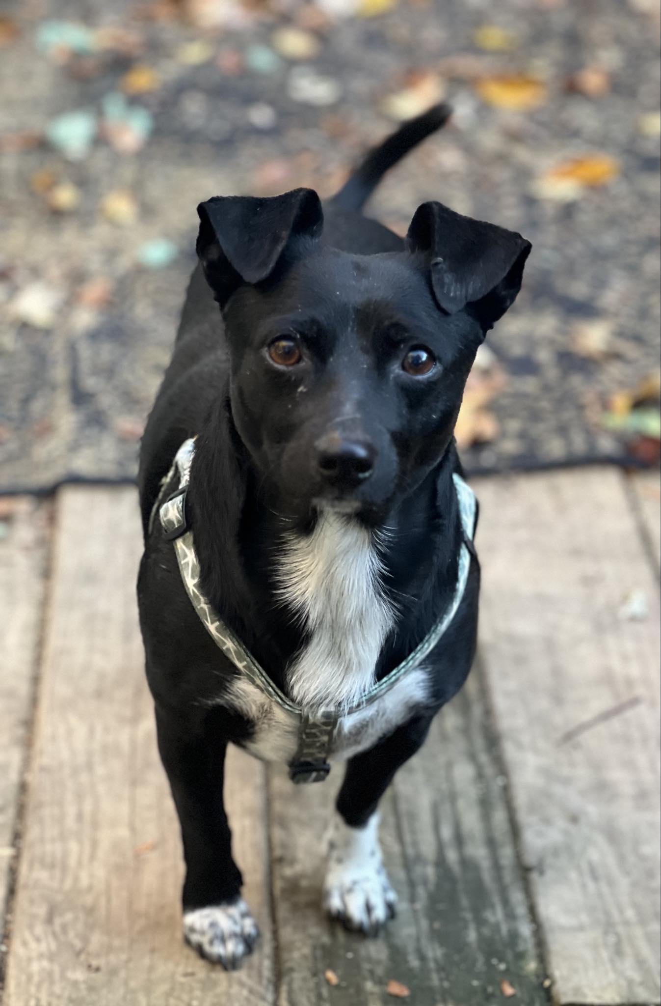 Enlarge Georgie, a Adoptable mixed breed in Harrington, DE image 2/5