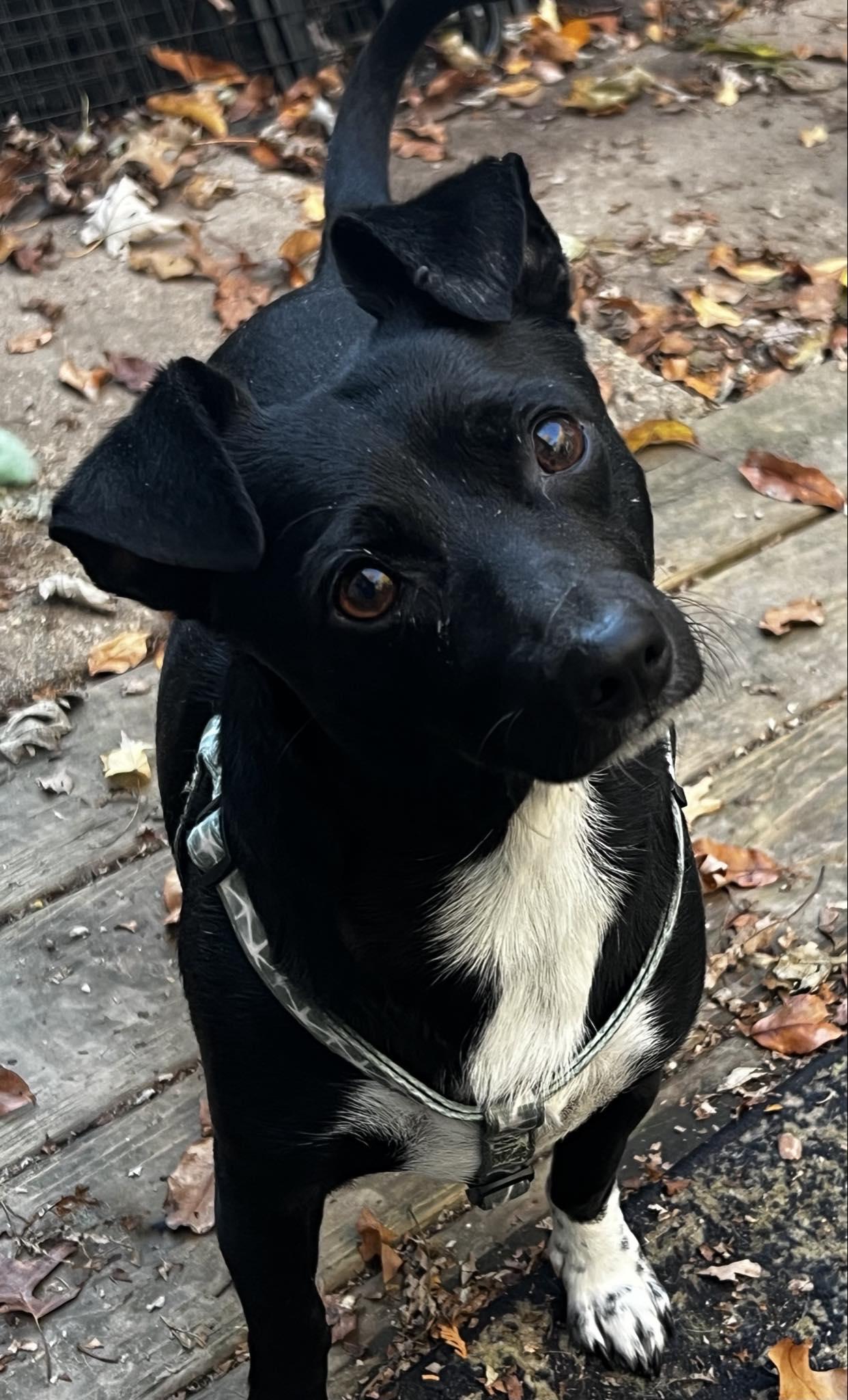 Enlarge Georgie, a Adoptable mixed breed in Harrington, DE image 3/5