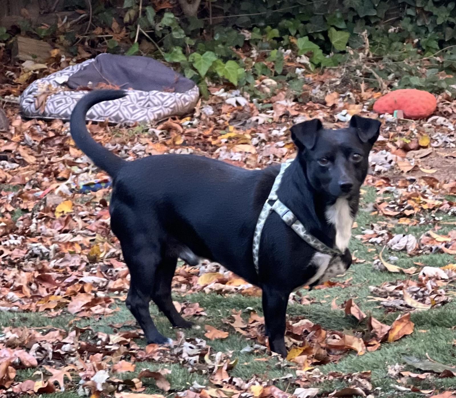 Enlarge Georgie, a Adoptable mixed breed in Harrington, DE image 4/5