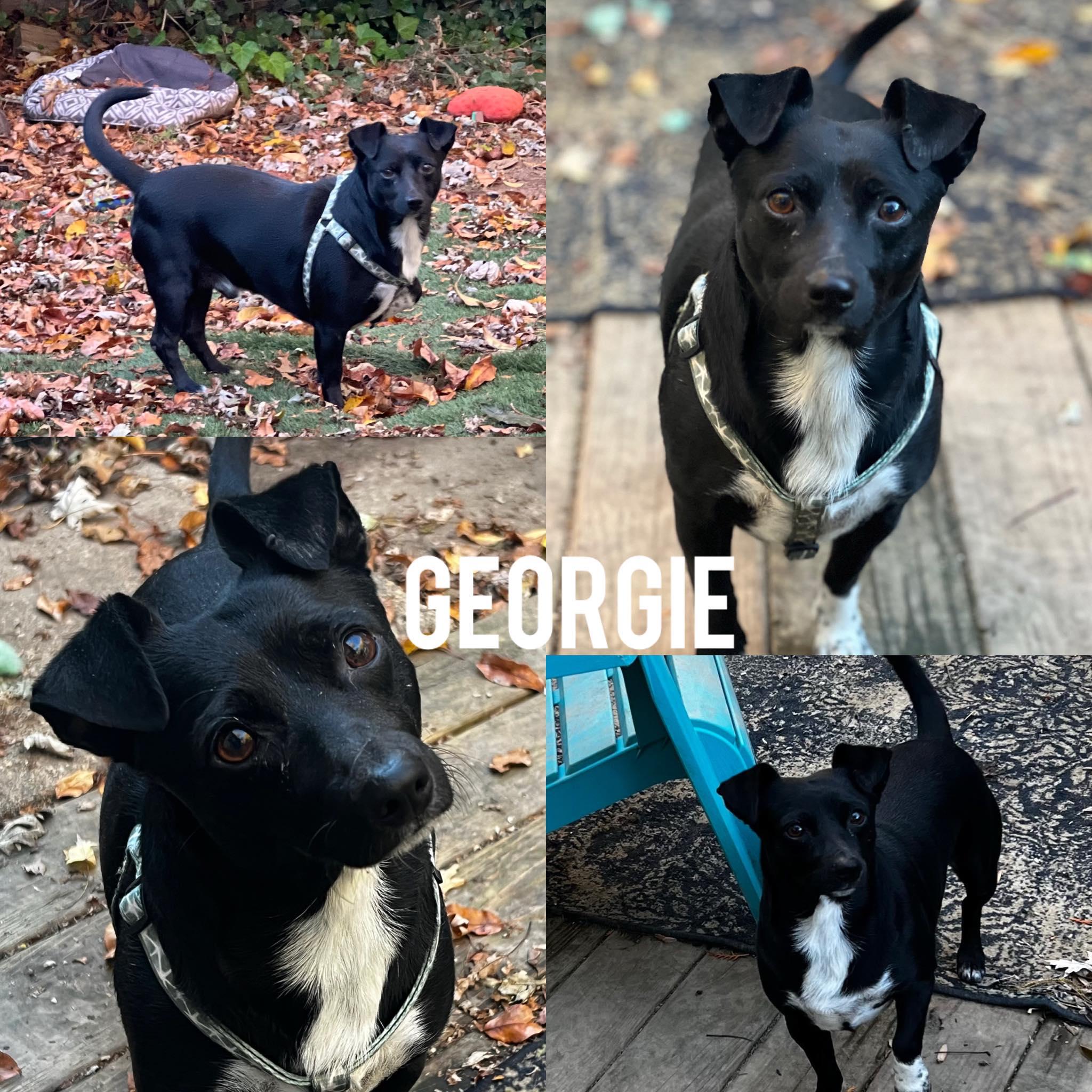Enlarge Georgie, a Adoptable mixed breed in Harrington, DE image 5/5